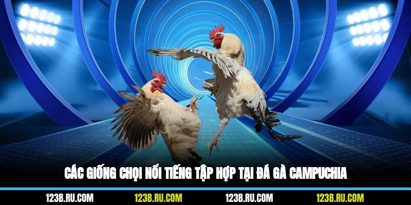 Các giống chọi nổi tiếng tập hợp tại đá gà campuchia