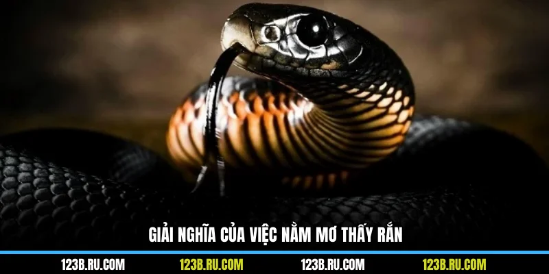 Giải nghĩa của việc nằm mơ thấy rắn