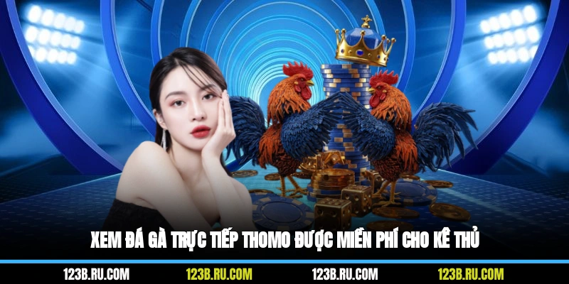 Xem đá gà trực tiếp Thomo được miền phí cho kê thủ