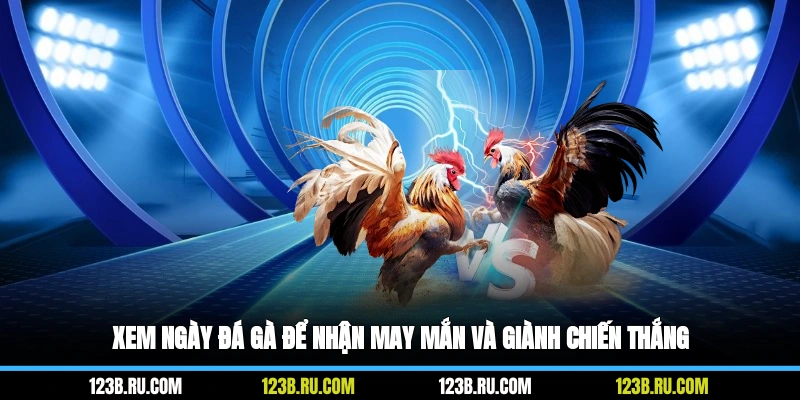 Xem ngày đá gà để nhận may mắn và giành chiến thắng